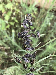 Nomia rubroviridis
