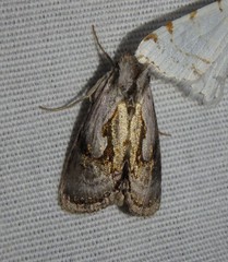 Chrysanympha formosa