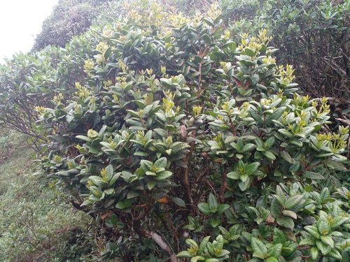 Syzygium fergusonii, 2024-07-20