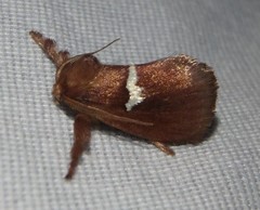 Monoleuca semifascia