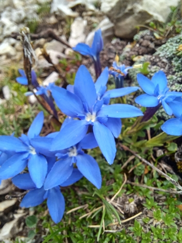 Image of Gentiana terglouensis by (c) dachsise, some rights reserved (CC BY)