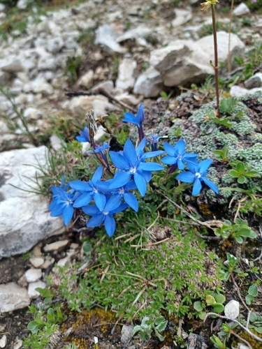 Image of Gentiana terglouensis by (c) dachsise, some rights reserved (CC BY)