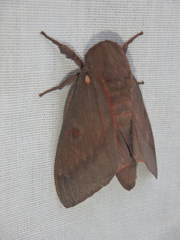 Citheronia sepulcralis