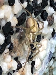 Dolomedes facetus