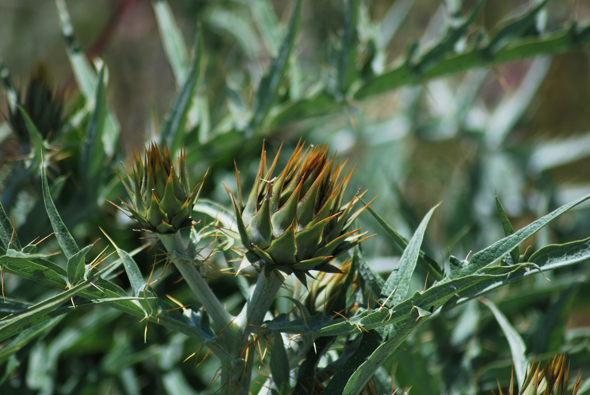 Cynara cardunculus ssp. flavescens