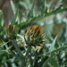 Cynara cardunculus flavescens - Photo (c) Jacob Martin, alguns direitos reservados (CC BY-NC), uploaded by Jacob Martin