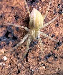Dolomedes facetus