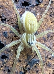 Dolomedes facetus