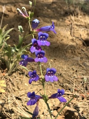 Penstemon heterophyllus