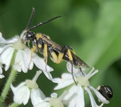 Tenthredo verticalis