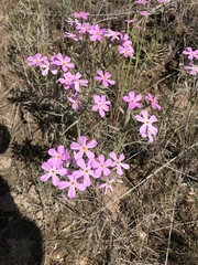 Phlox longifolia