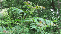 Ailanthus altissima