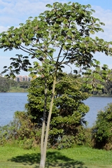 Cecropia pachystachya