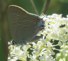 Satyrium edwardsii