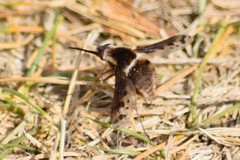 Bombylius pygmaeus