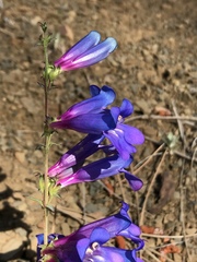 Penstemon heterophyllus