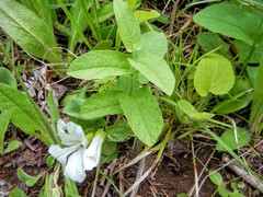 Calystegia spithamaea