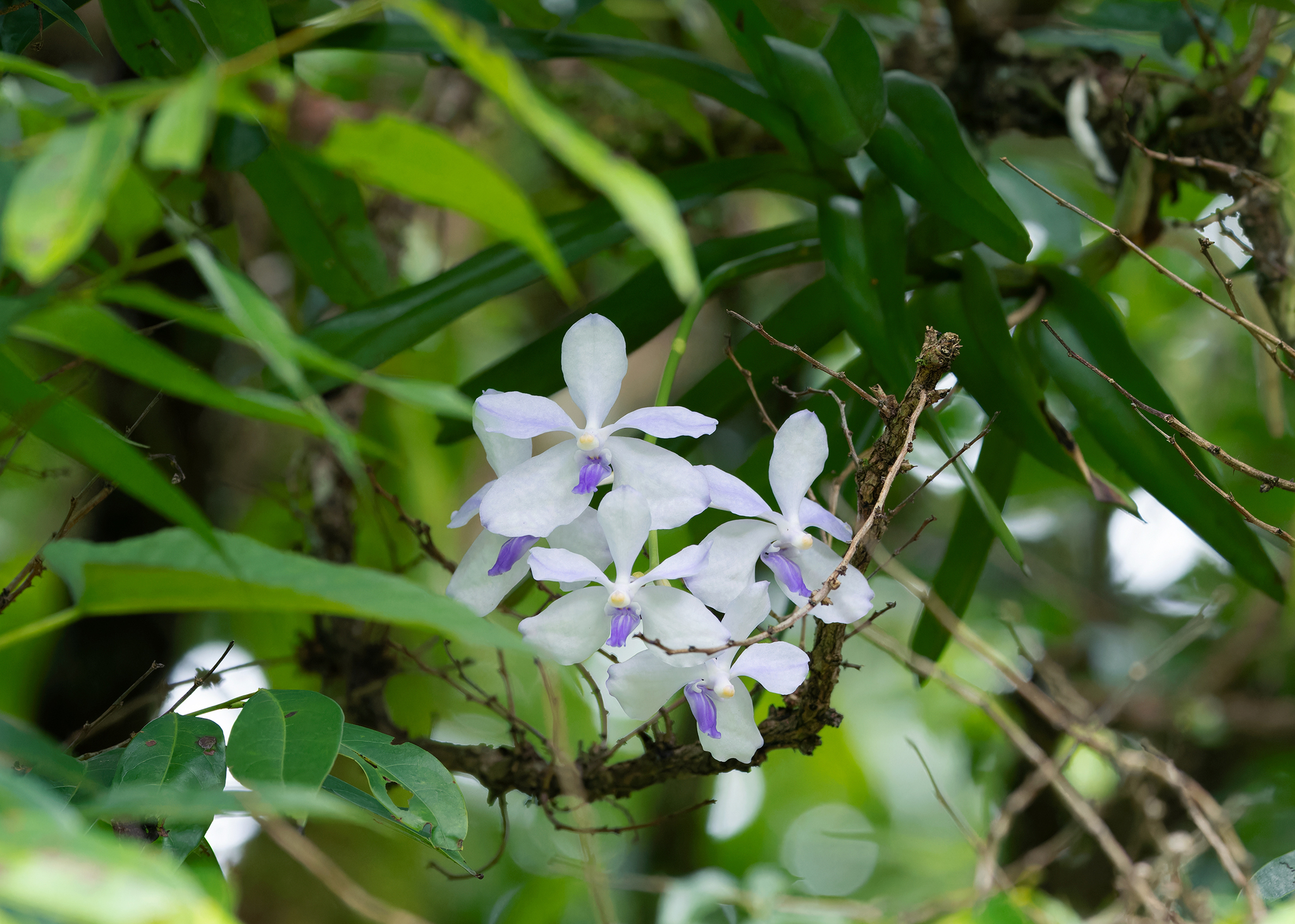 Imagem de Orquídea azul