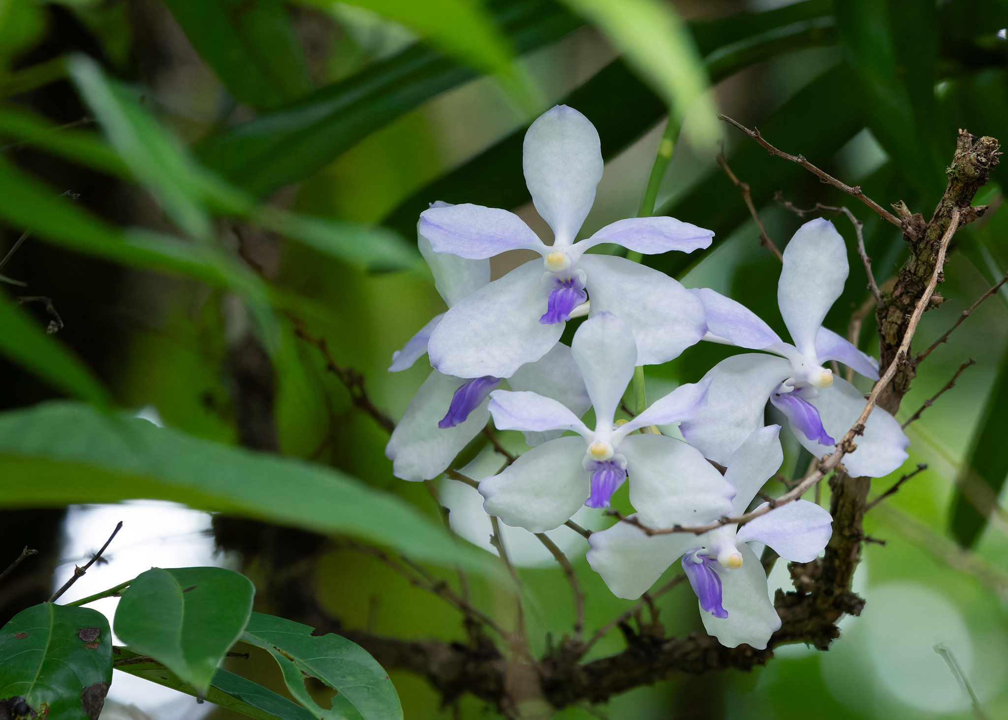 Imagem de Orquídea azul