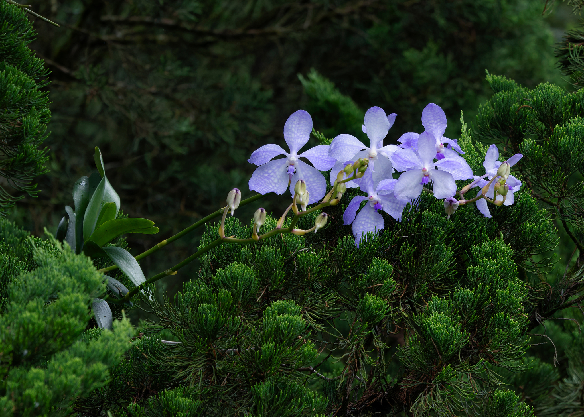 Imagem de Orquídea azul