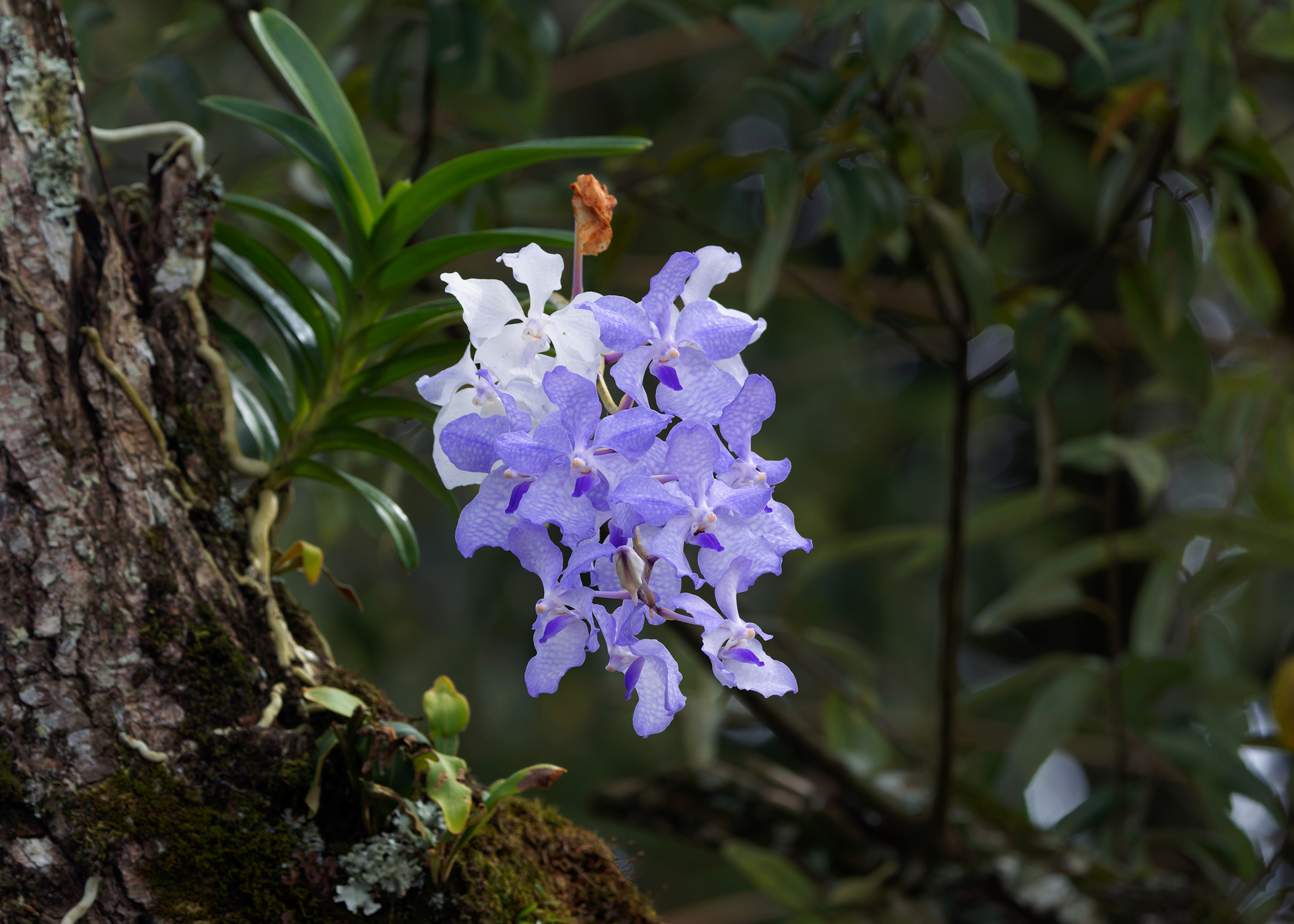 Imagem de Orquídea azul