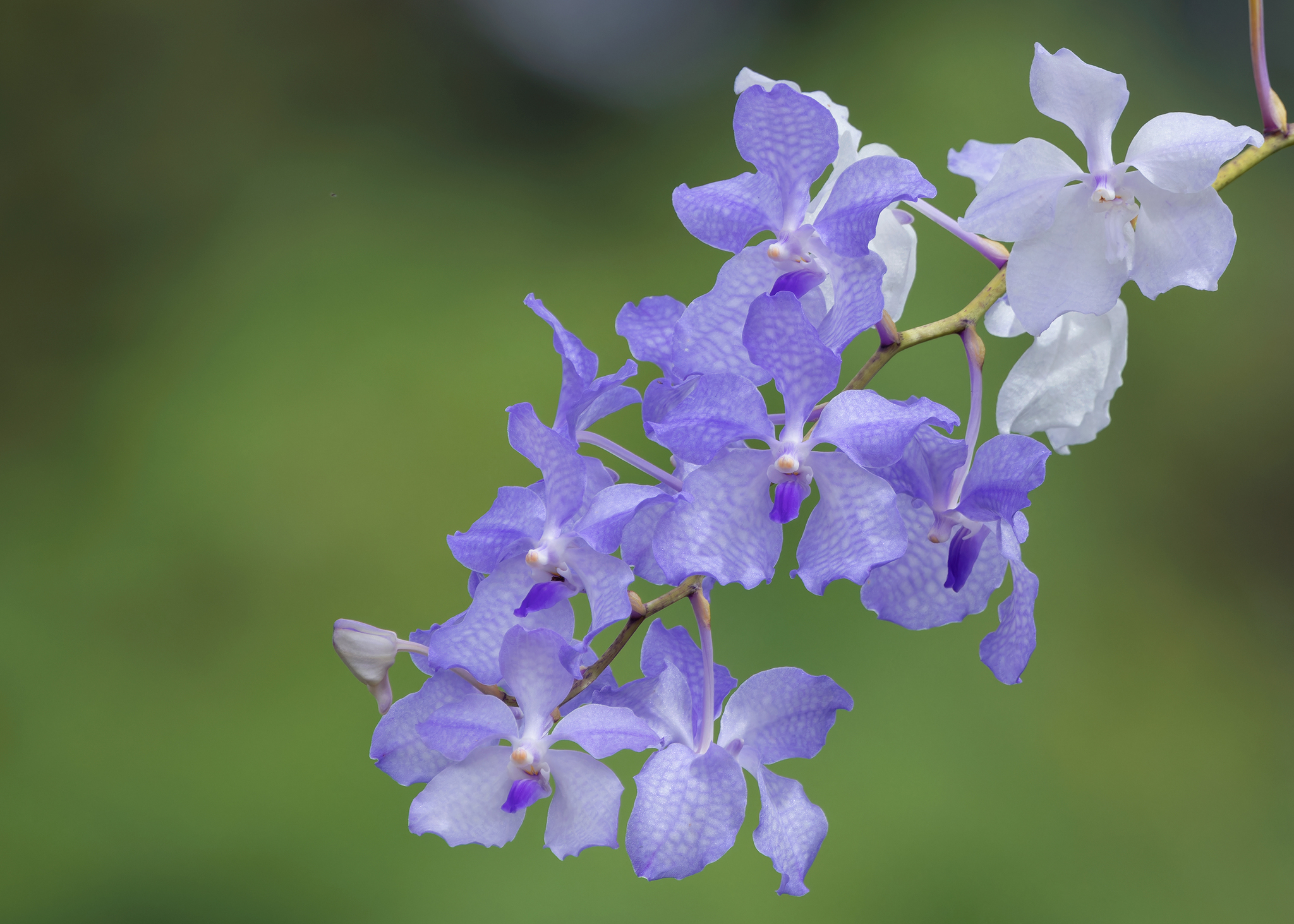 Imagem de Orquídea azul