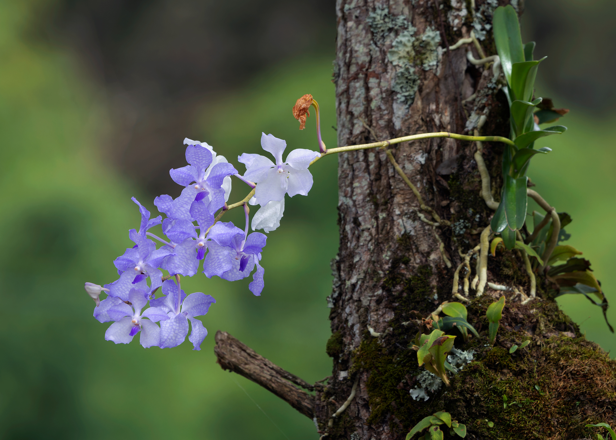 Imagem de Orquídea azul