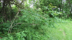 Ailanthus altissima