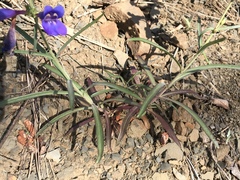 Penstemon heterophyllus