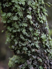 Symphyogyna hymenophyllum