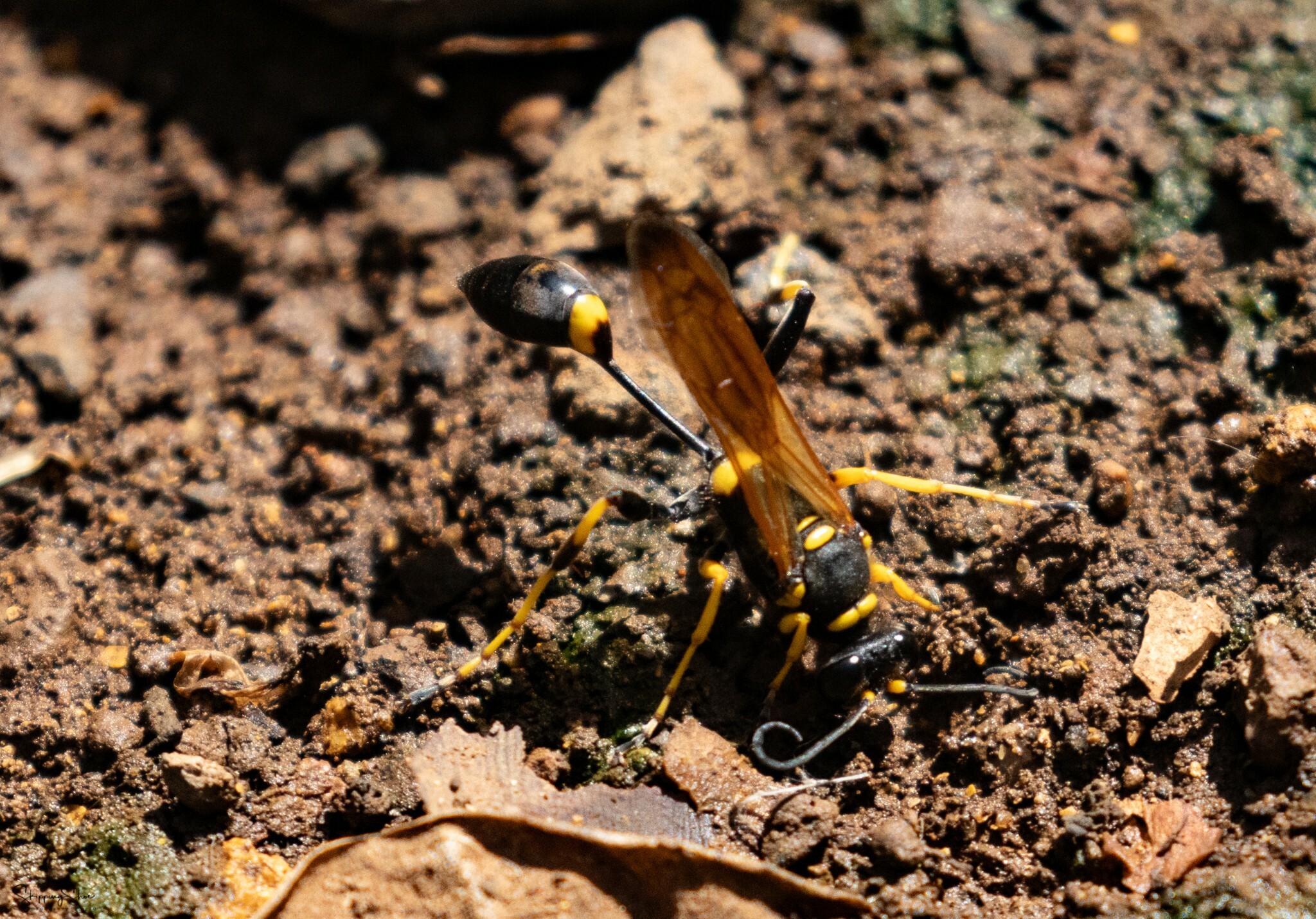 Avispa de barro de patas amarillas