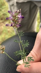 Dalea frutescens