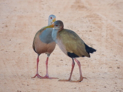 Giant Wood-Rail photo 3
