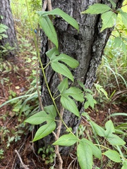 Passiflora incarnata image