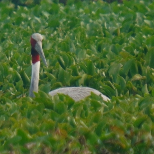 Sarus Crane
