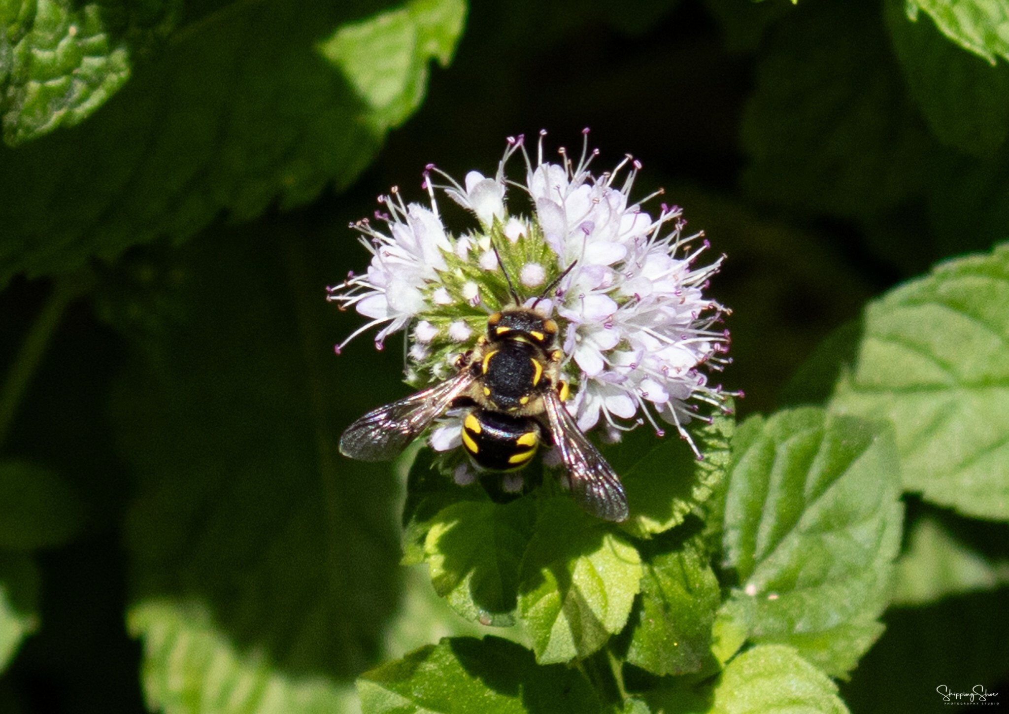 Abeja cardadora de lana