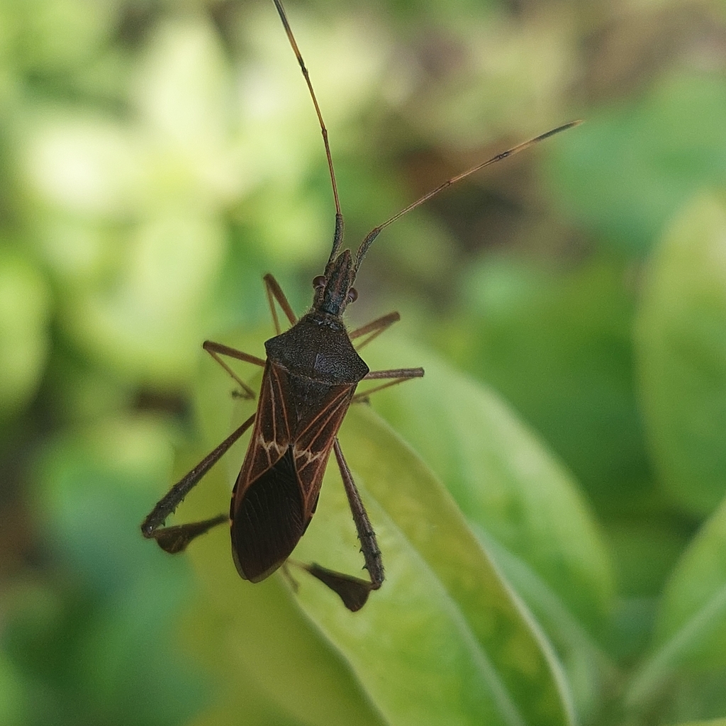 Leptoglossus stigma desde Los Libertadores, Cali, Valle del Cauca ...