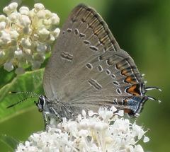 Satyrium edwardsii