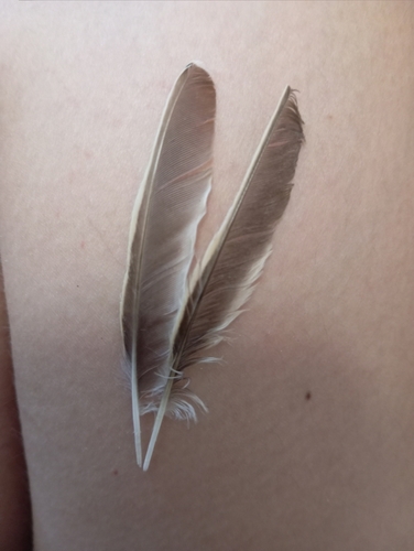 Plume de Alouette lulu