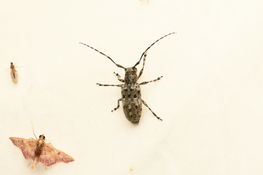 White-shouldered Longicorn Beetle