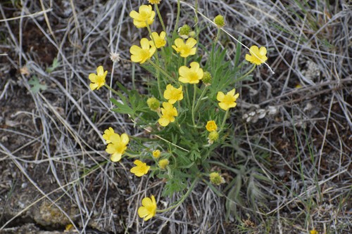 Image of Ranunculus pedatifidus by (c) Syd Cannings, some rights reserved (CC BY)