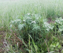 Artemisia vulgaris kamtschatica