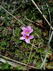 Geranium sibbaldioides elongatum