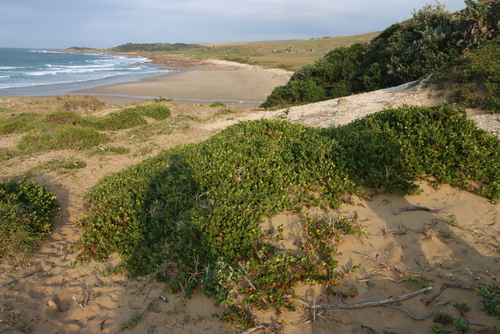Image of Carissa macrocarpa by (c) Tony Rebelo, some rights reserved (CC BY-SA)