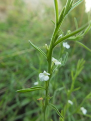 Striga densiflora