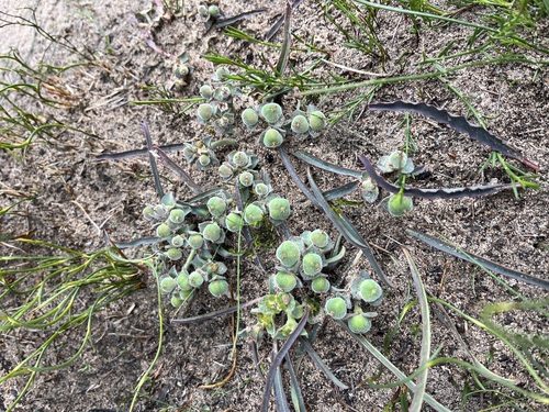Image of Euphorbia silenifolia by (c) Charleen Brunke, some rights reserved (CC BY)