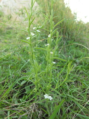 Striga densiflora