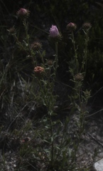 Xanthisma gymnocephalum