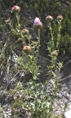 Xanthisma gymnocephalum