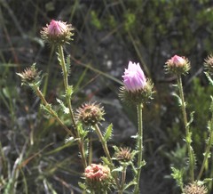 Xanthisma gymnocephalum